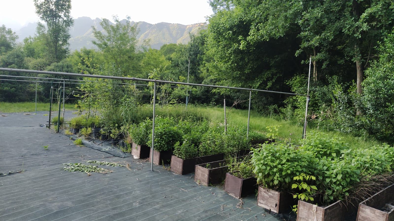 Le coltivazioni dell'orto botanico Pervinca, con le montagne sullo sfondo