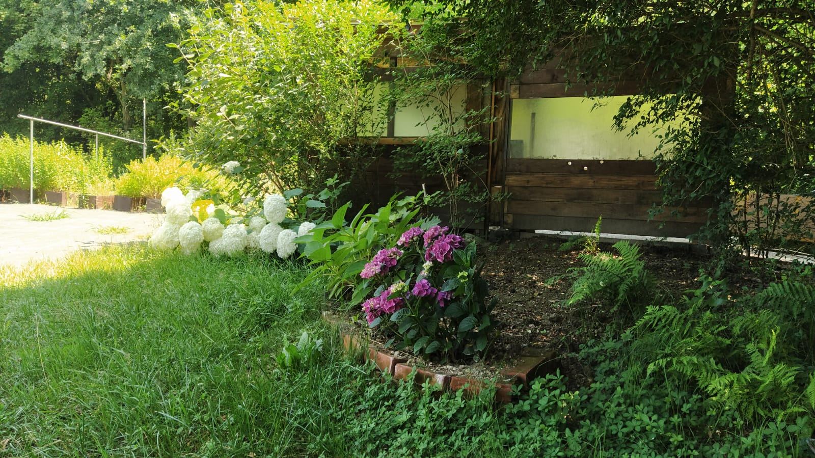Ortensie e felci nell'orto botanico Pervinca