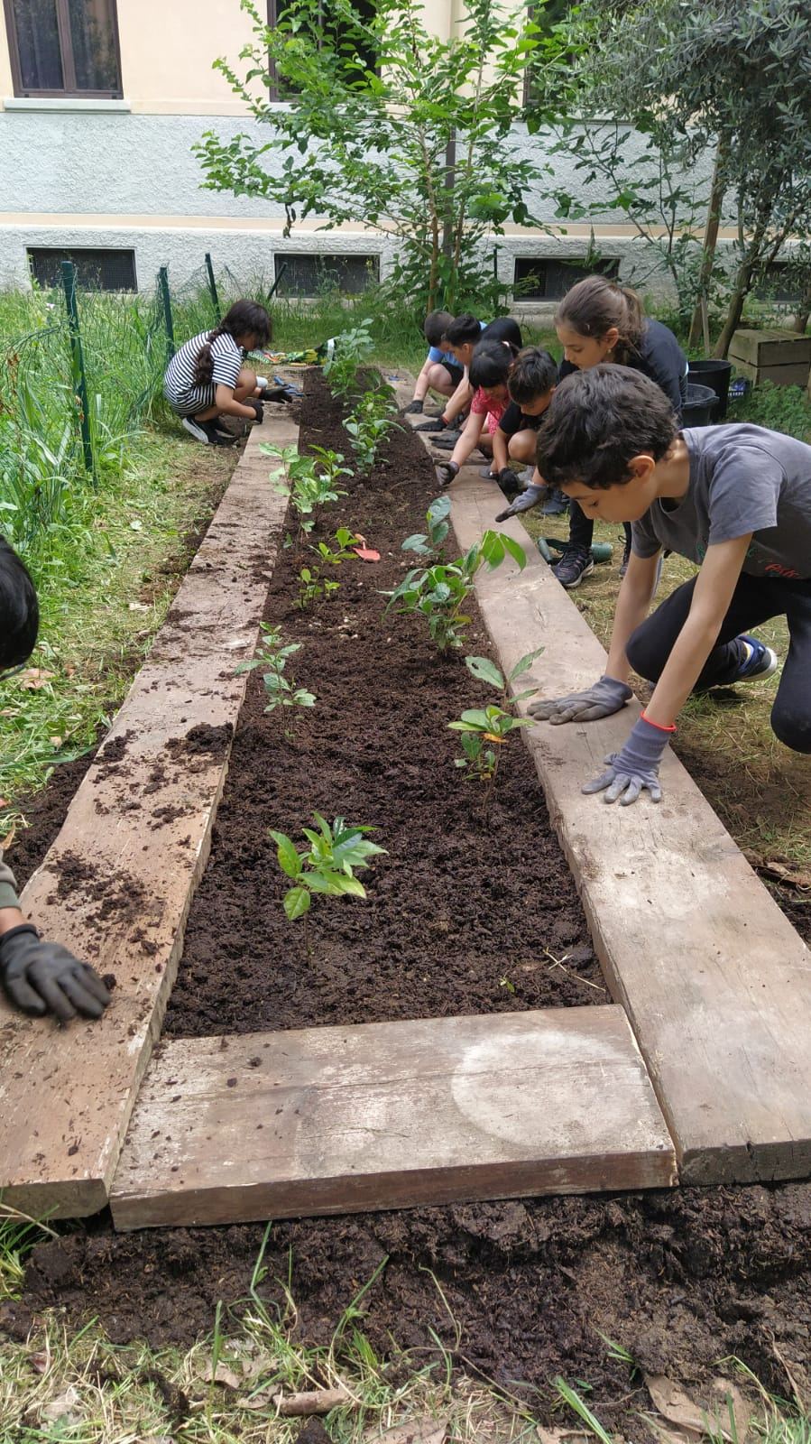 Bambini mettono a dimora piantine in un'aiuola del cortile scolastico